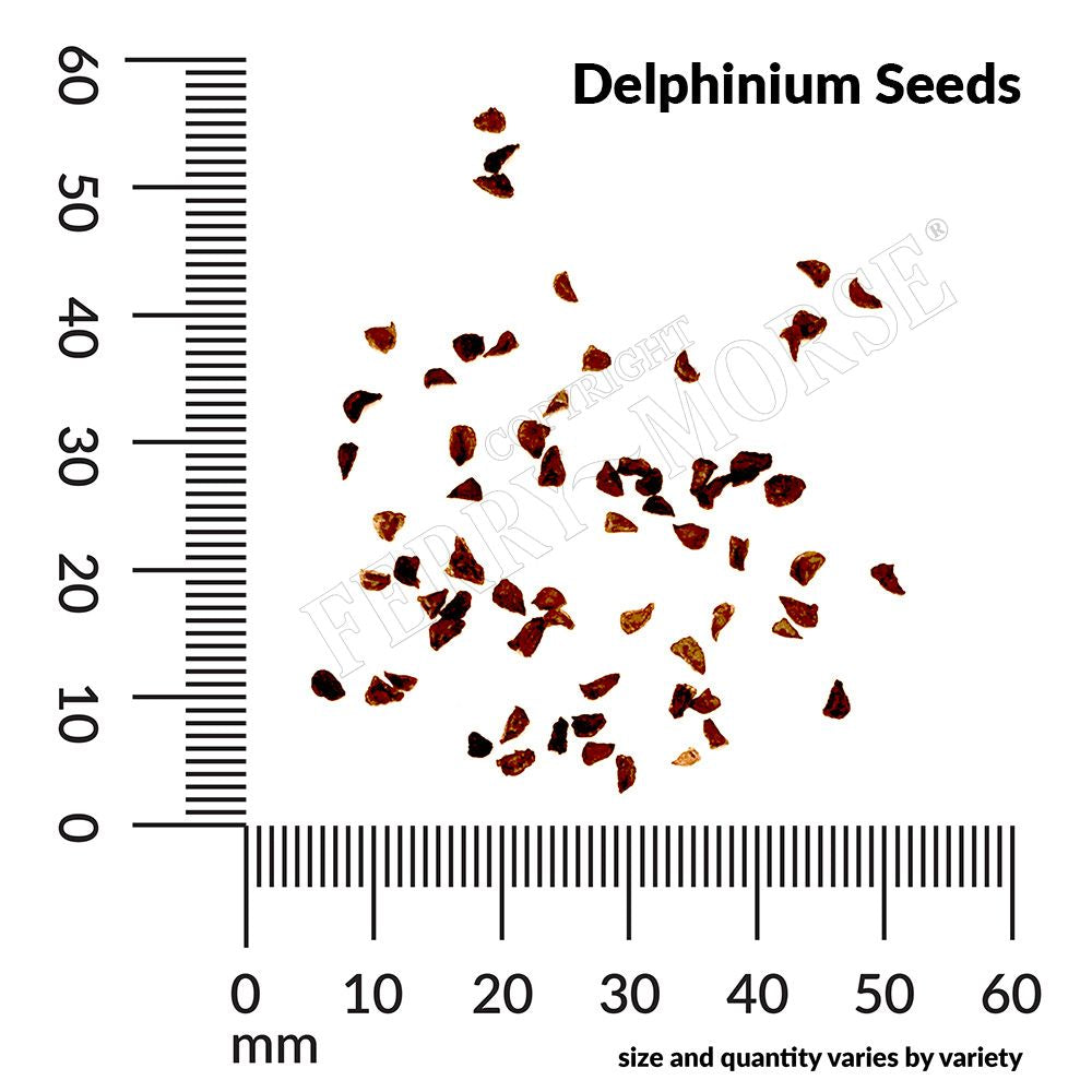 Delphinium seed spill and measurement